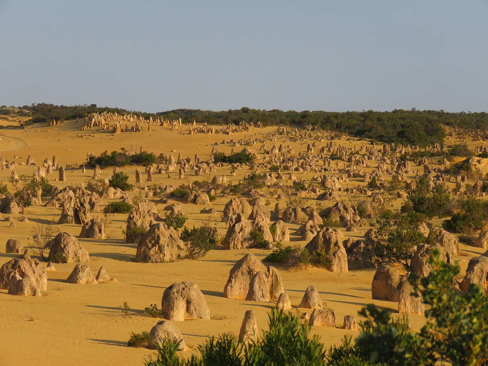 Weathered limestone pillars of different heights standing in yellow sand at the Pinnacles under a blue sky