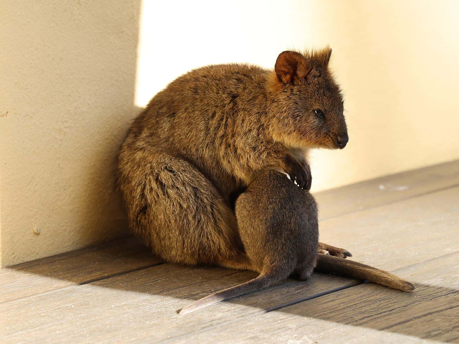 A quokka with a joey in her pouch sitting on wooden decking on Rottnest Island